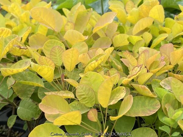 Cotinus Coggygria 'winecraft Gold' - View 30 from www redcrocus com