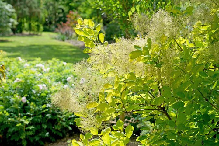 Cotinus Coggygria 'winecraft Gold' - View 31 from www redcrocus com
