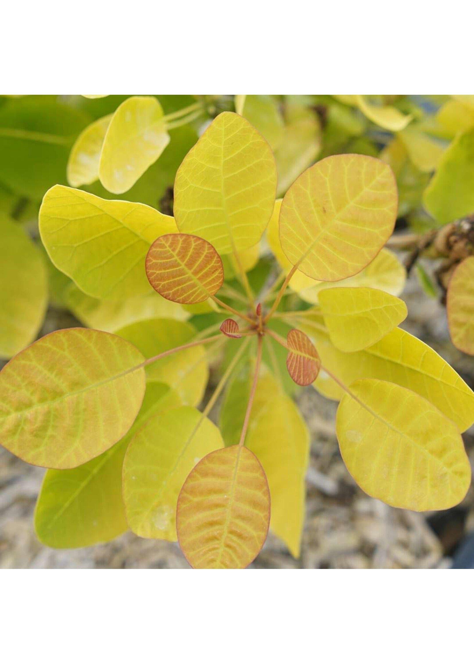 Cotinus Coggygria 'winecraft Gold' - View 32 from www redcrocus com