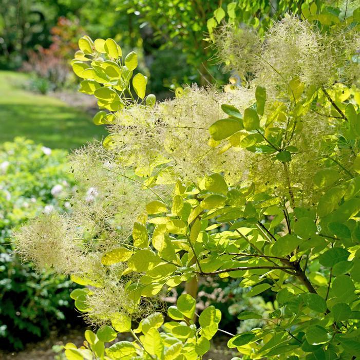 Cotinus Coggygria 'winecraft Gold' - View 34 from www redcrocus com