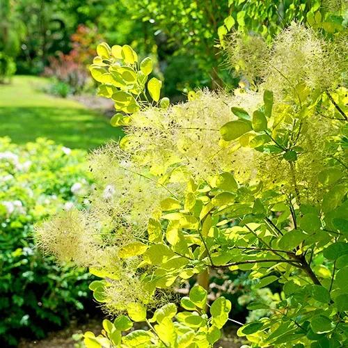 Cotinus Coggygria 'winecraft Gold' - View 35 from www redcrocus com