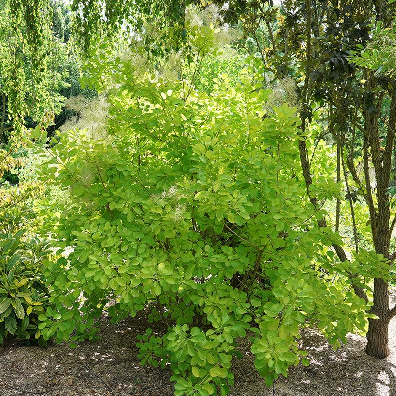 Cotinus Coggygria 'winecraft Gold' - View 36 from www redcrocus com