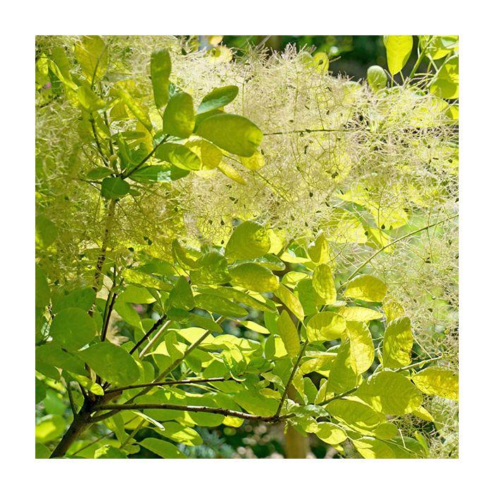 Cotinus Coggygria 'winecraft Gold' - View 38 from www redcrocus com