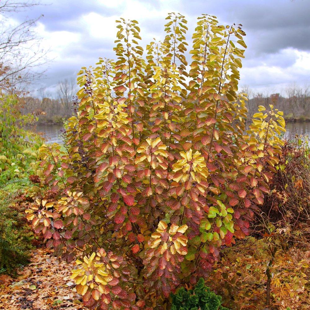 Cotinus Coggygria 'winecraft Gold' - View 6 from www redcrocus com
