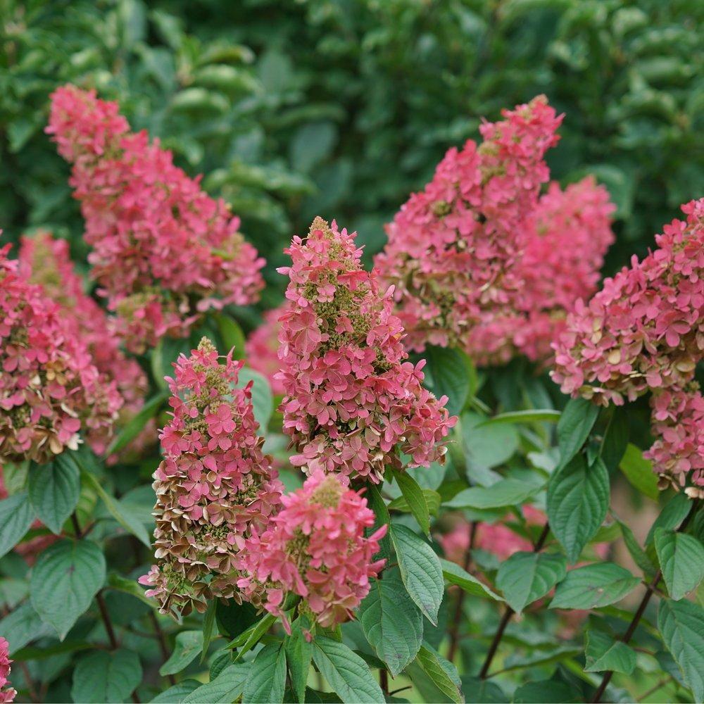Hydrangea Paniculata 'pinky Winky Prime' - View 18 from www redcrocus com
