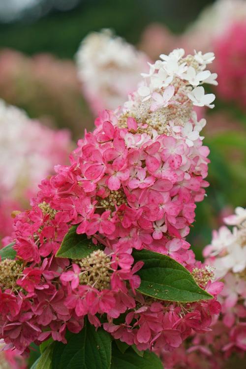 Hydrangea Paniculata 'pinky Winky Prime' - View 27 from www redcrocus com