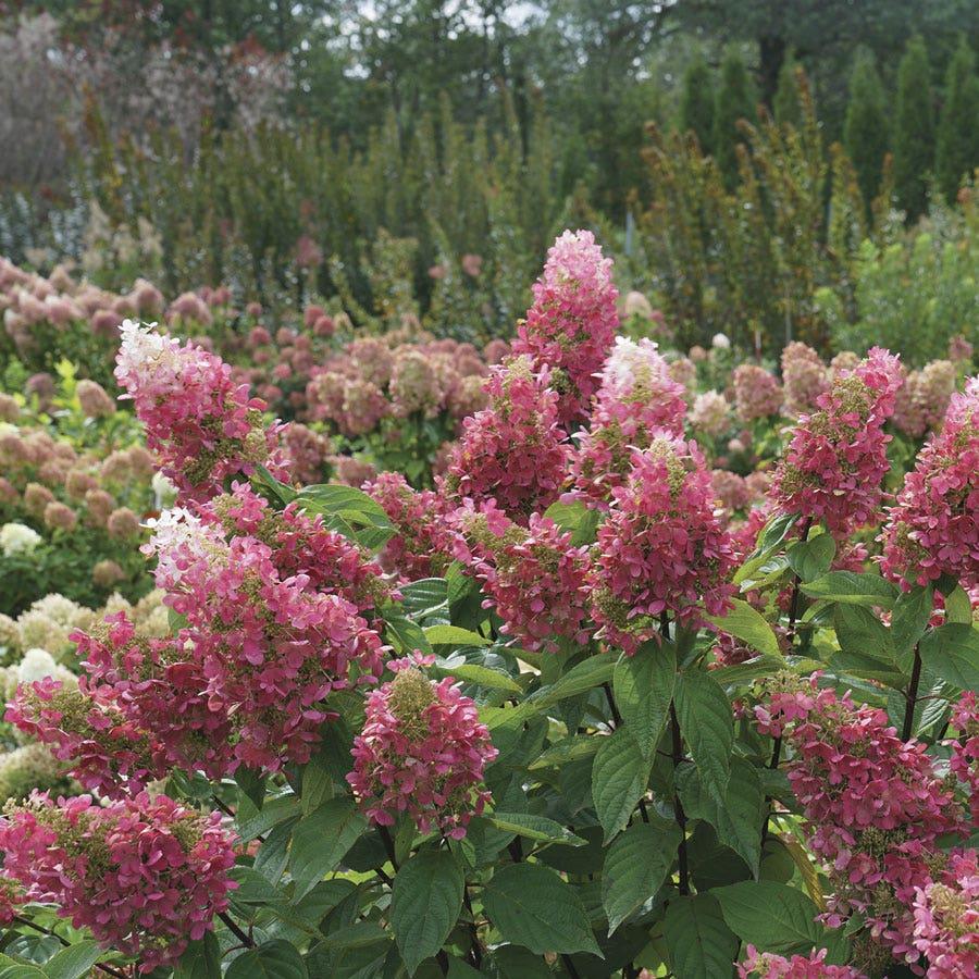 Hydrangea Paniculata 'pinky Winky Prime' - View 33 from www redcrocus com