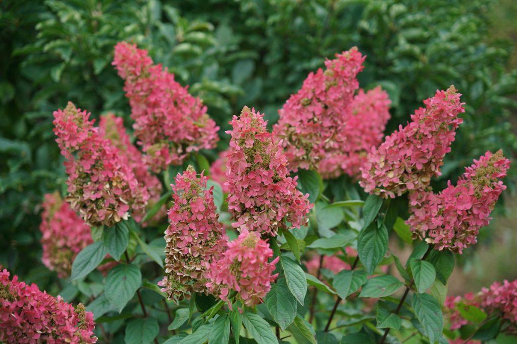Hydrangea Paniculata 'pinky Winky Prime' - View 36 from www redcrocus com