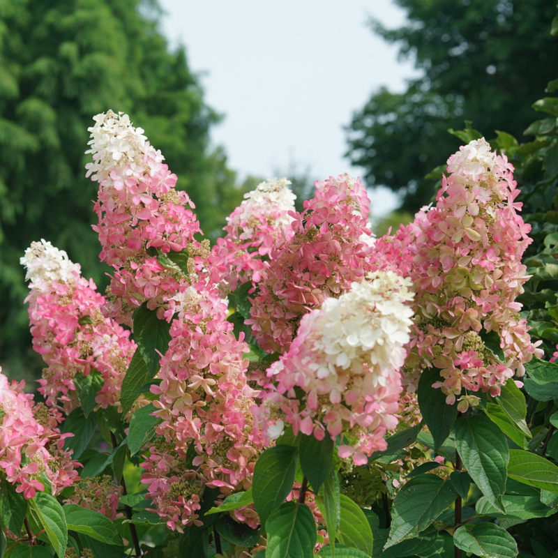 Hydrangea Paniculata 'pinky Winky Prime' - View 38 from www redcrocus com