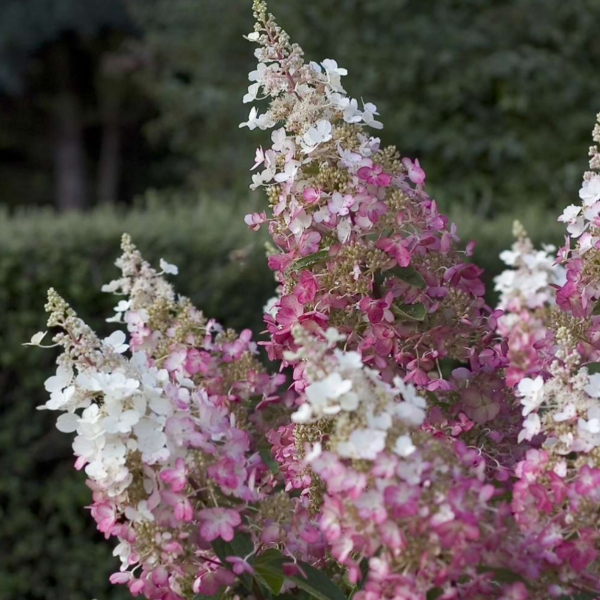 Hydrangea Paniculata 'pinky Winky Prime' - View 39 from www redcrocus com