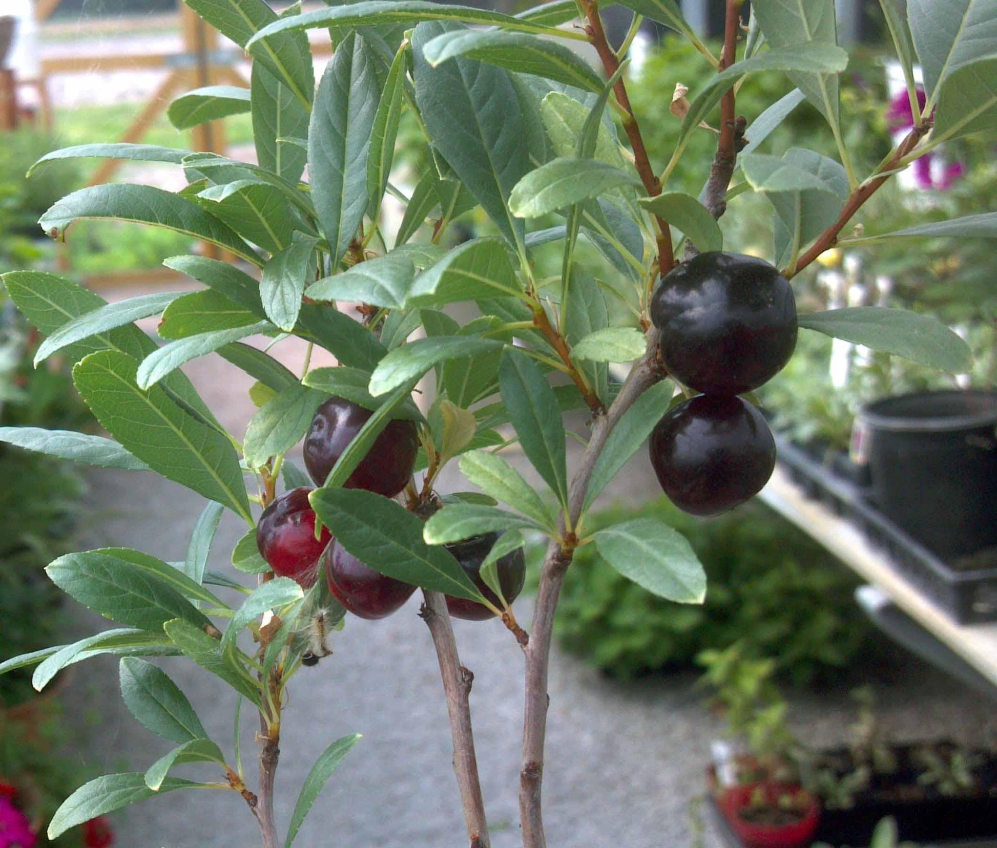 Prunus Pumila - View 11 from www redcrocus com