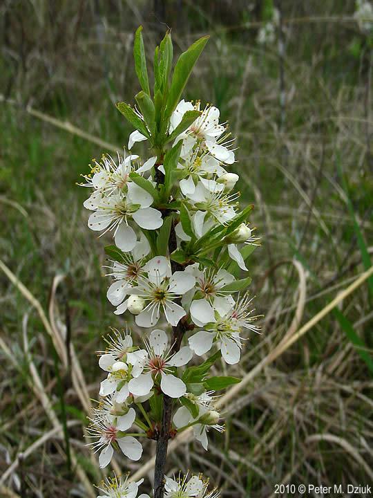Prunus Pumila - View 13 from www redcrocus com