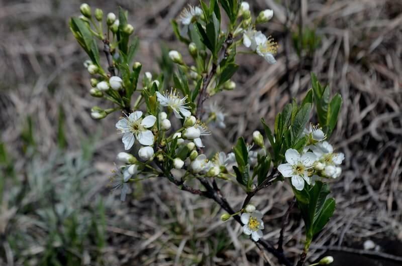 Prunus Pumila - View 14 from www redcrocus com