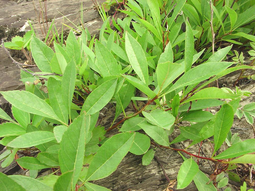 Prunus Pumila - View 18 from www redcrocus com