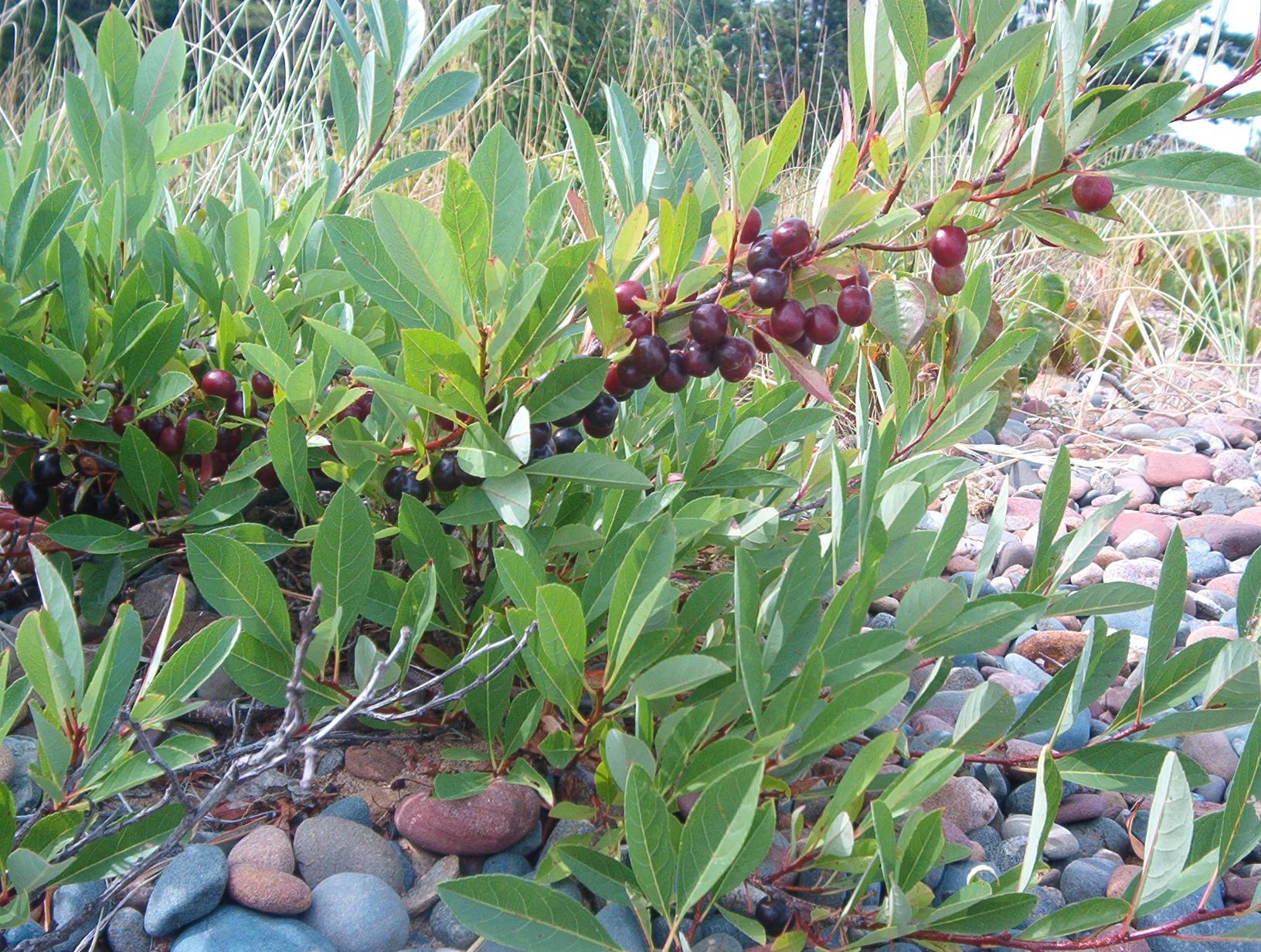 Prunus Pumila - View 1 from www redcrocus com