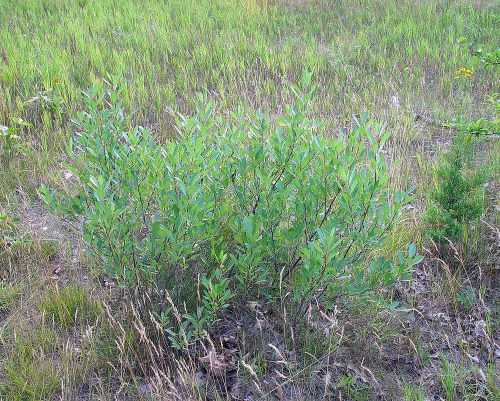 Prunus Pumila - View 27 from www redcrocus com