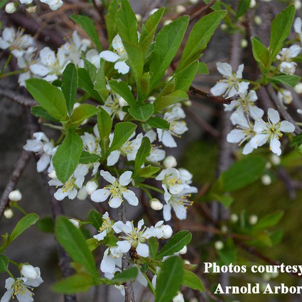 Prunus Pumila - View 31 from www redcrocus com