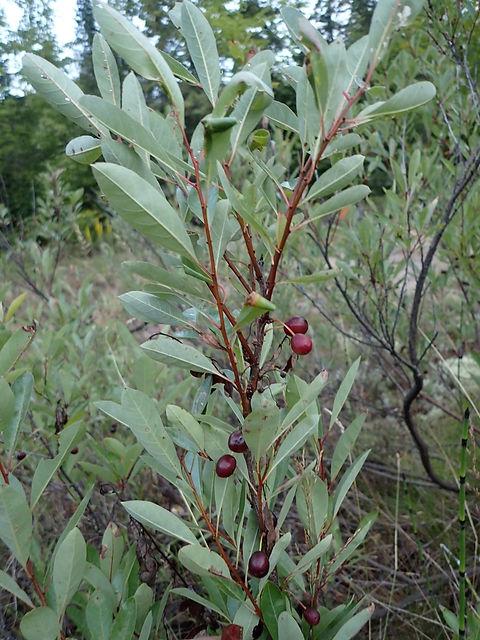 Prunus Pumila - View 33 from www redcrocus com