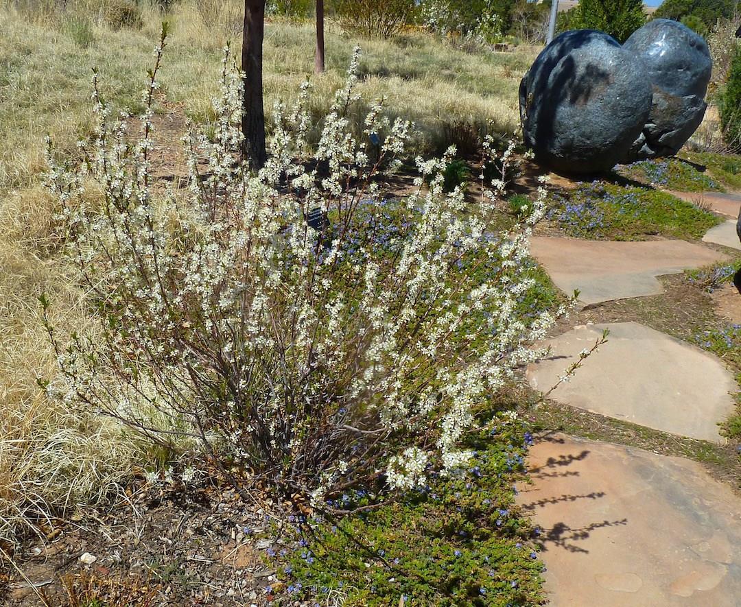 Prunus Pumila - View 37 from www redcrocus com