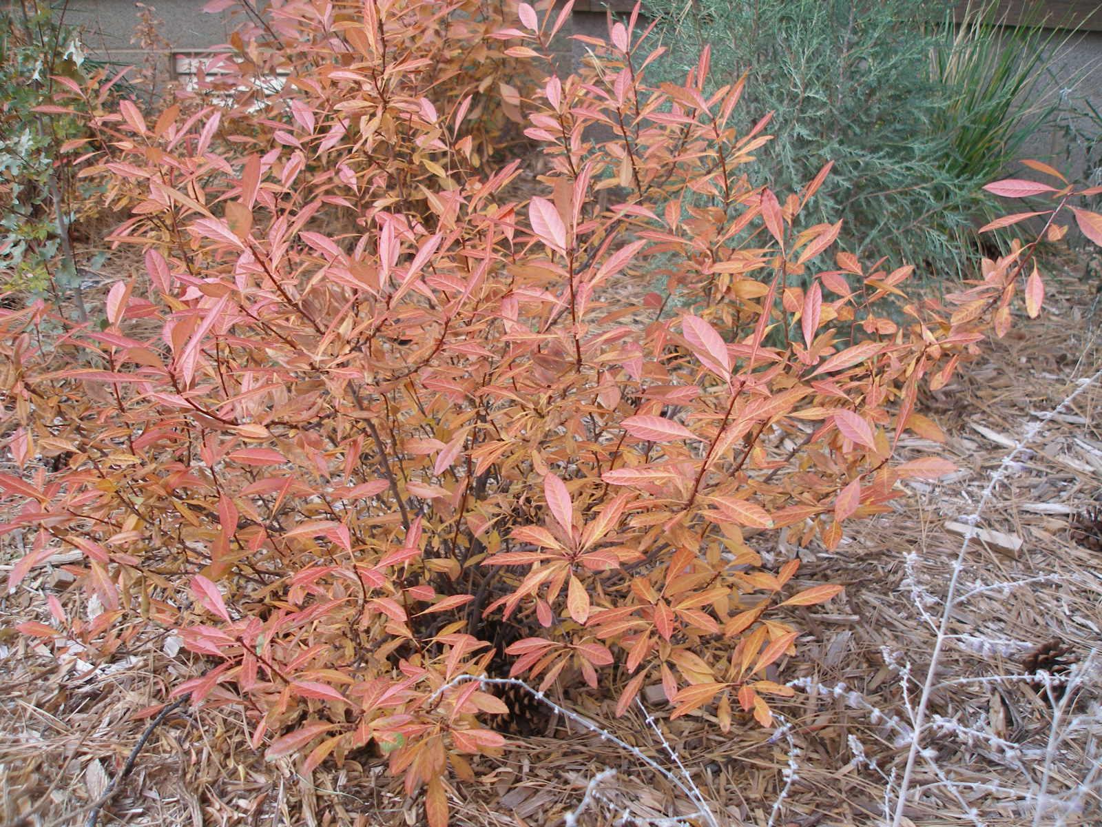 Prunus Pumila - View 7 from www redcrocus com