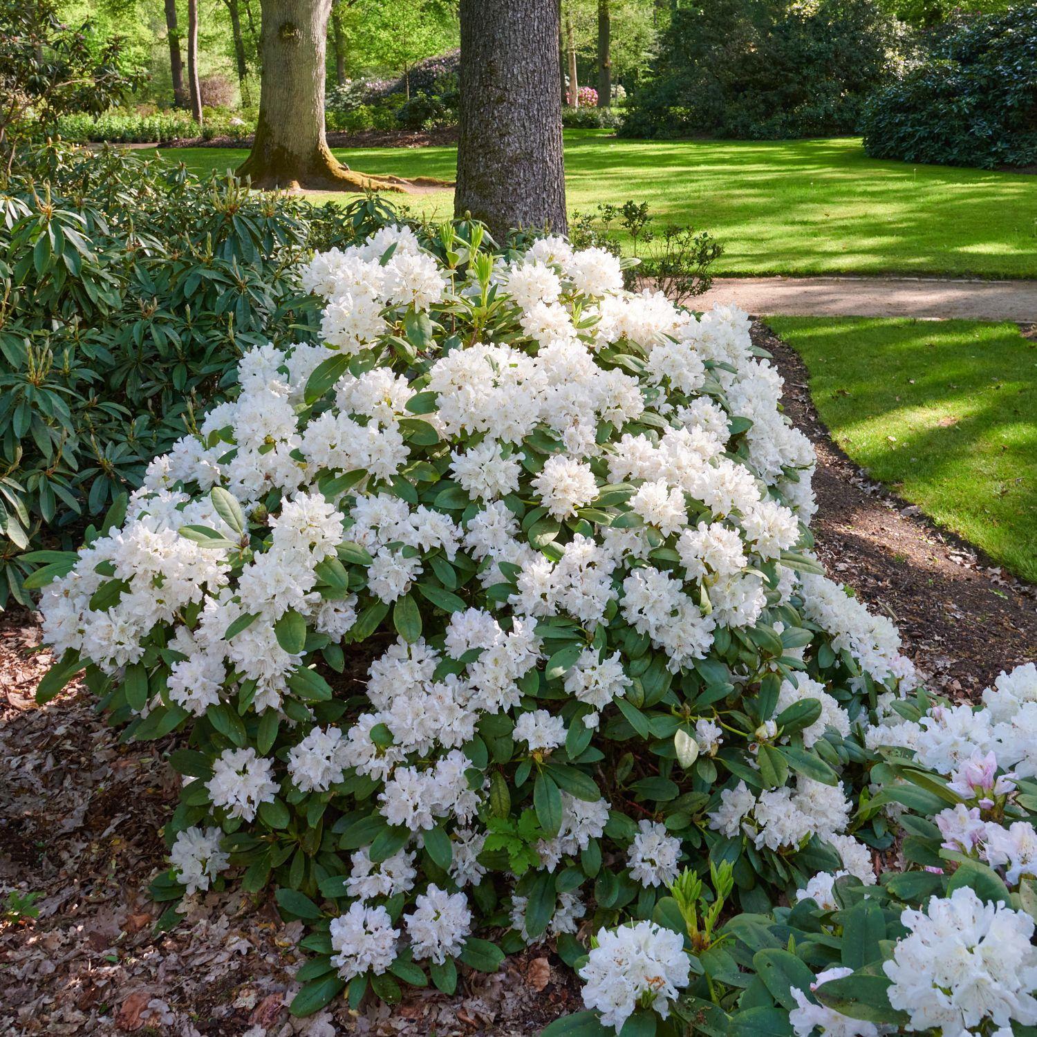 Rhododendron 'boule De Neige' - View 12 from www redcrocus com