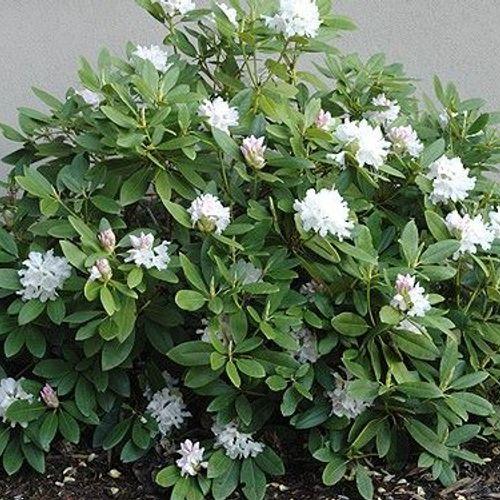 Rhododendron 'boule De Neige' - View 14 from www redcrocus com
