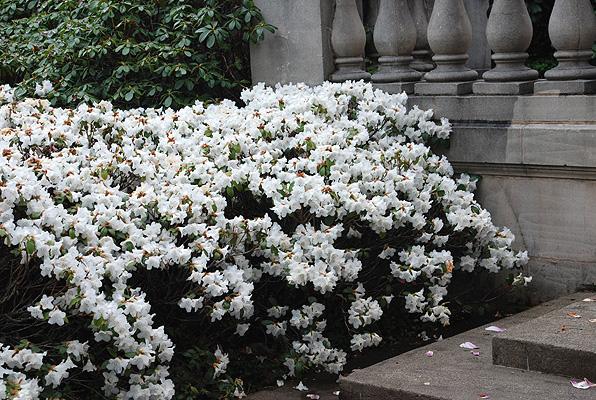 Rhododendron 'boule De Neige' - View 17 from www redcrocus com