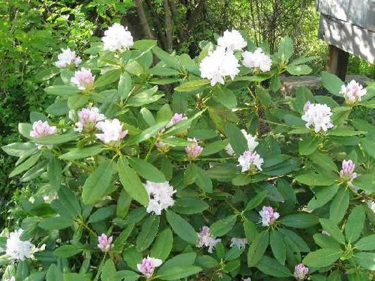Rhododendron 'boule De Neige' - View 19 from www redcrocus com