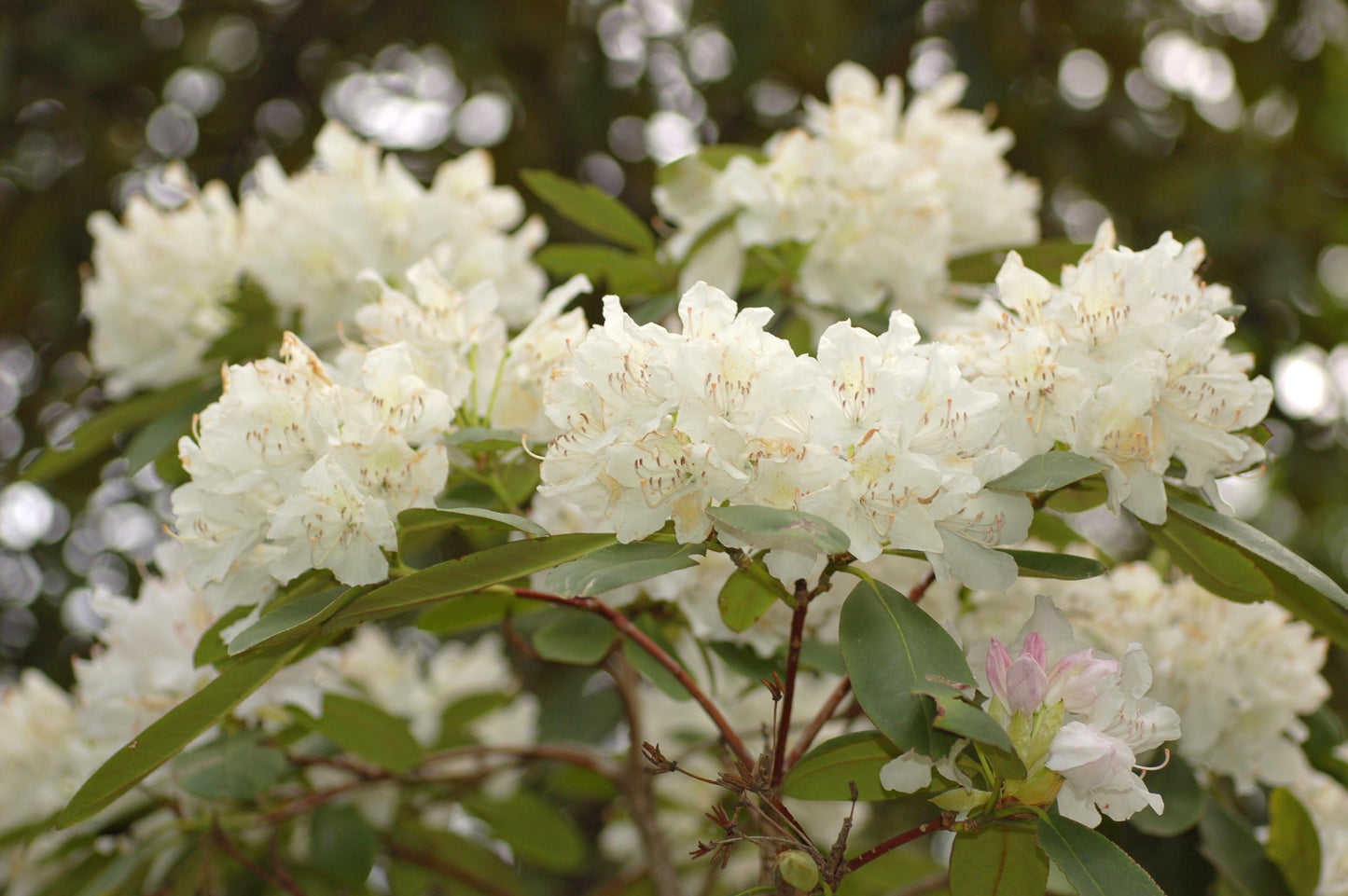 Rhododendron 'boule De Neige' - View 20 from www redcrocus com
