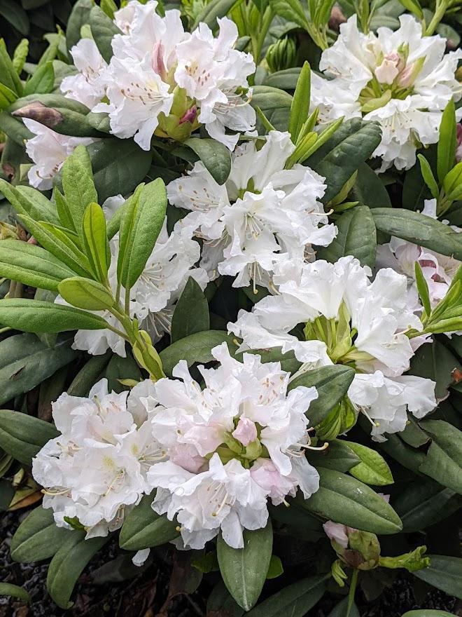 Rhododendron 'boule De Neige' - View 21 from www redcrocus com