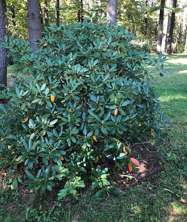 Rhododendron 'boule De Neige' - View 24 from www redcrocus com
