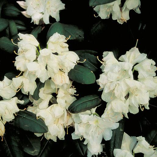 Rhododendron 'boule De Neige' - View 28 from www redcrocus com