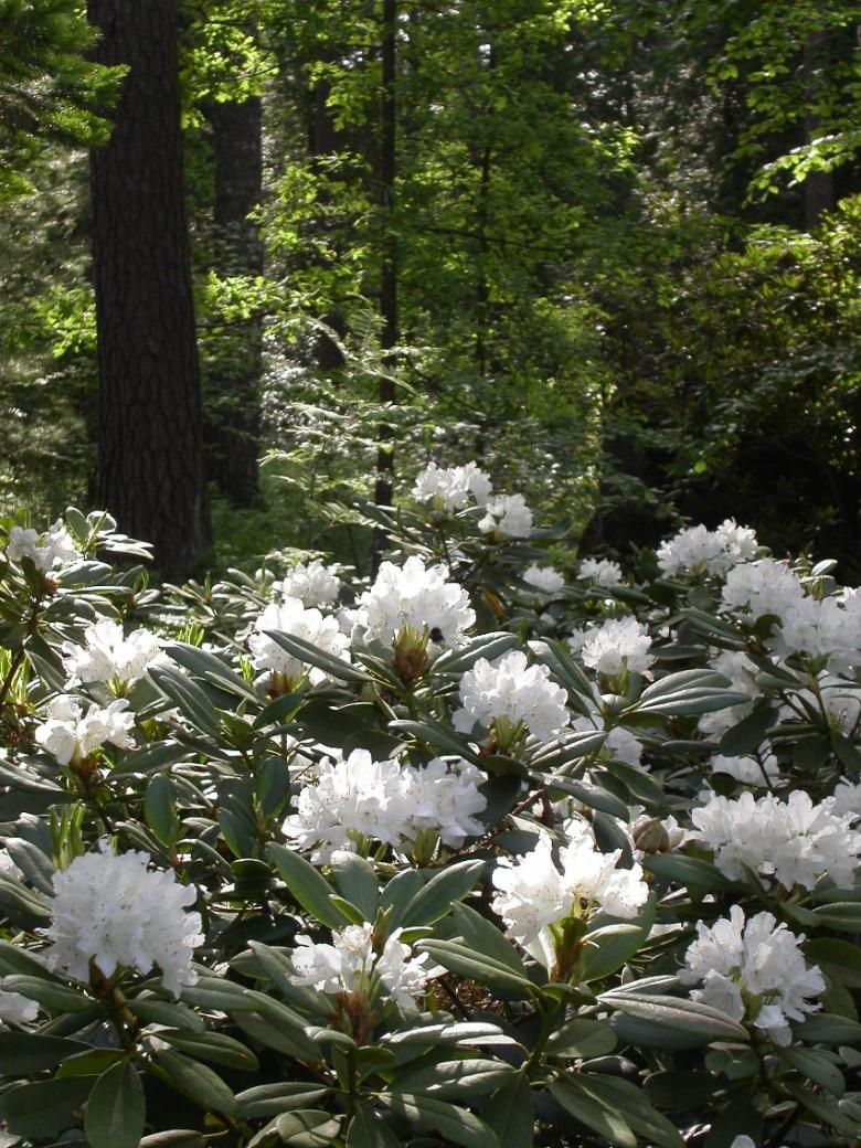 Rhododendron 'boule De Neige' - View 5 from www redcrocus com
