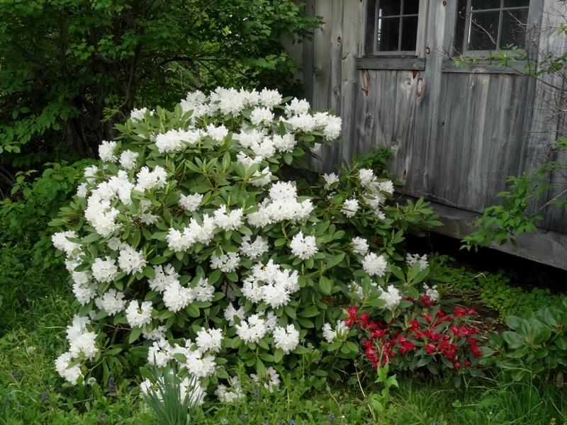 Rhododendron 'boule De Neige' - View 9 from www redcrocus com