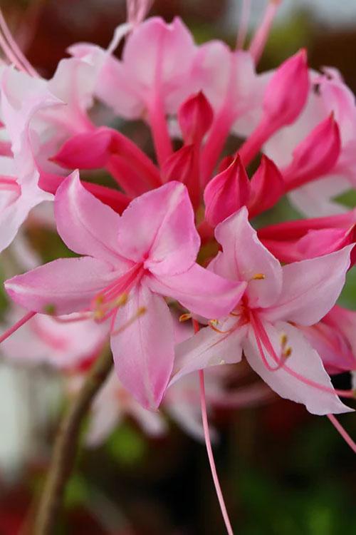 Rhododendron 'dorothy Swift' - View 17 from www redcrocus com
