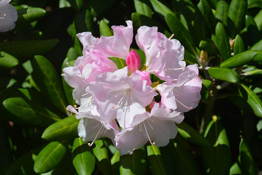 Rhododendron 'dorothy Swift' - View 1 from www redcrocus com