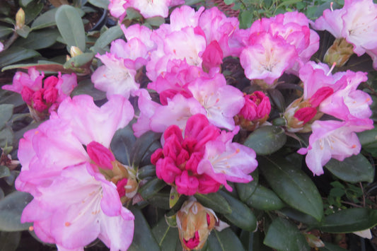 Rhododendron 'dorothy Swift' - View 7 from www redcrocus com