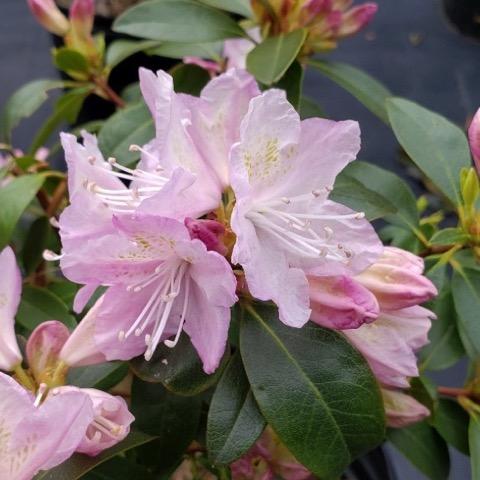 Rhododendron 'plane View Appleblossom' - View 12 from www redcrocus com