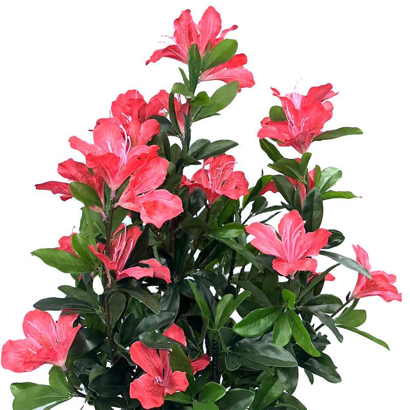 Rhododendron 'plane View Appleblossom' - View 19 from www redcrocus com