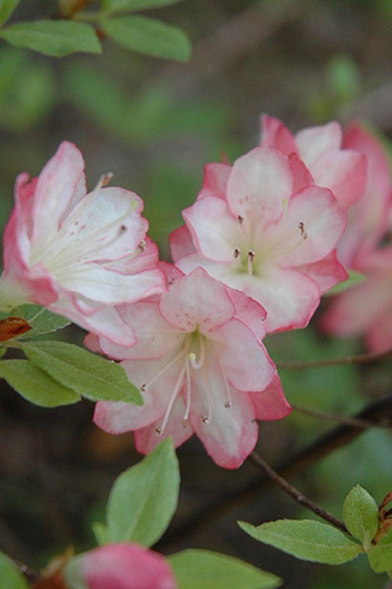 Rhododendron 'plane View Appleblossom' - View 1 from www redcrocus com