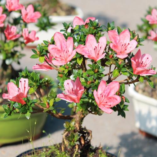 Rhododendron 'plane View Appleblossom' - View 20 from www redcrocus com