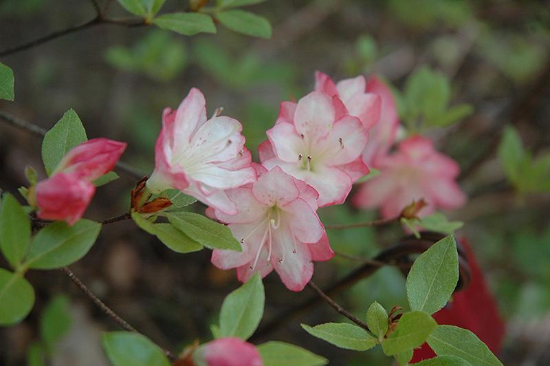 Rhododendron 'plane View Appleblossom' - View 4 from www redcrocus com
