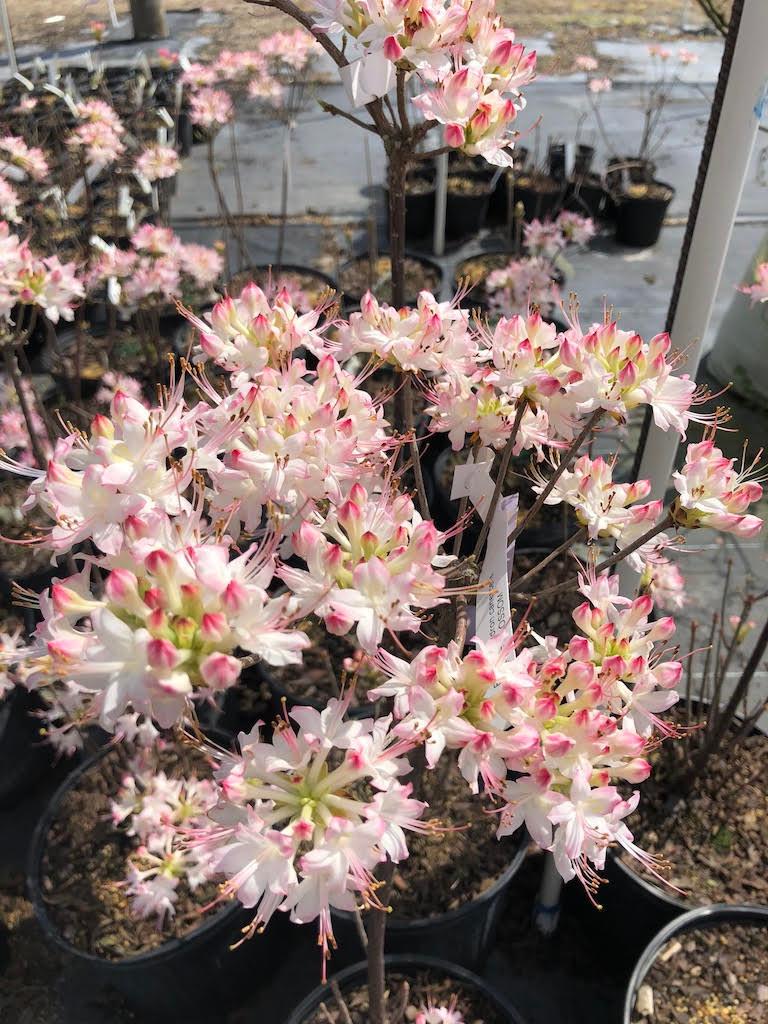 Rhododendron 'plane View Appleblossom' - View 5 from www redcrocus com