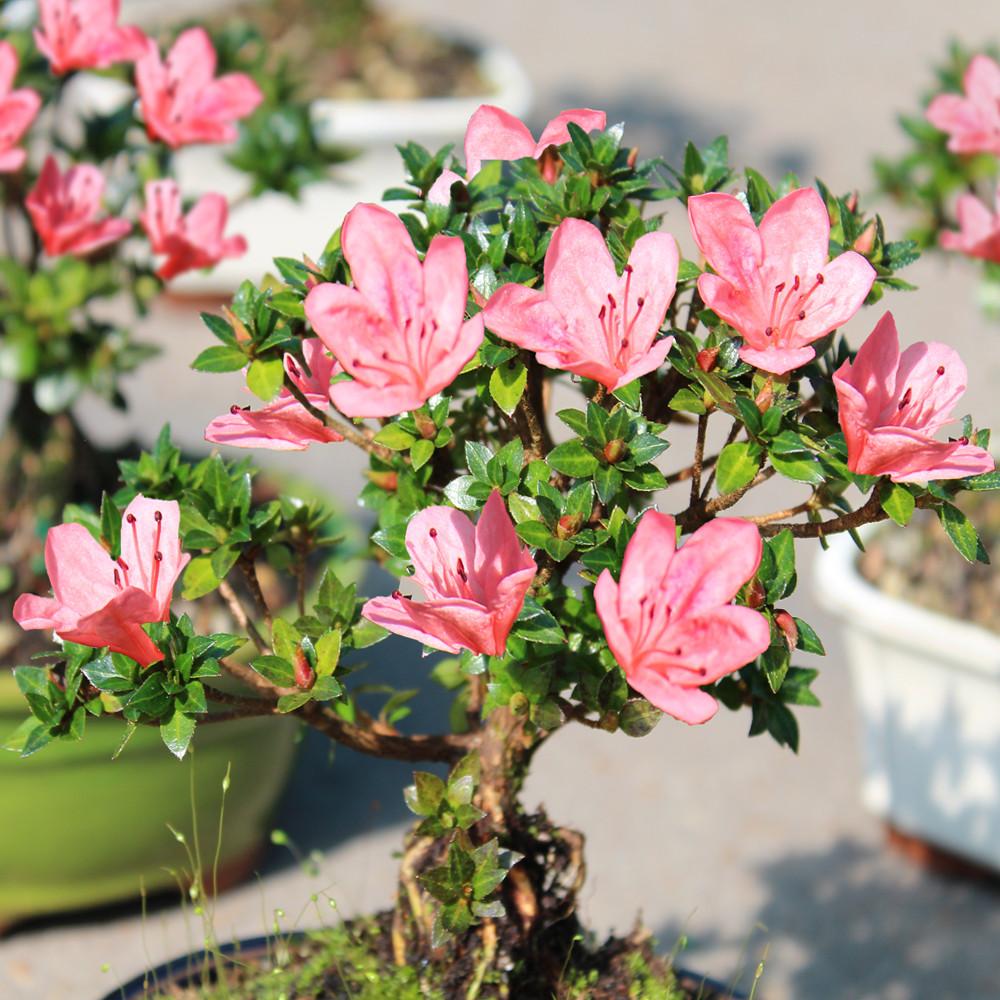 Rhododendron 'plane View Appleblossom' - View 8 from www redcrocus com