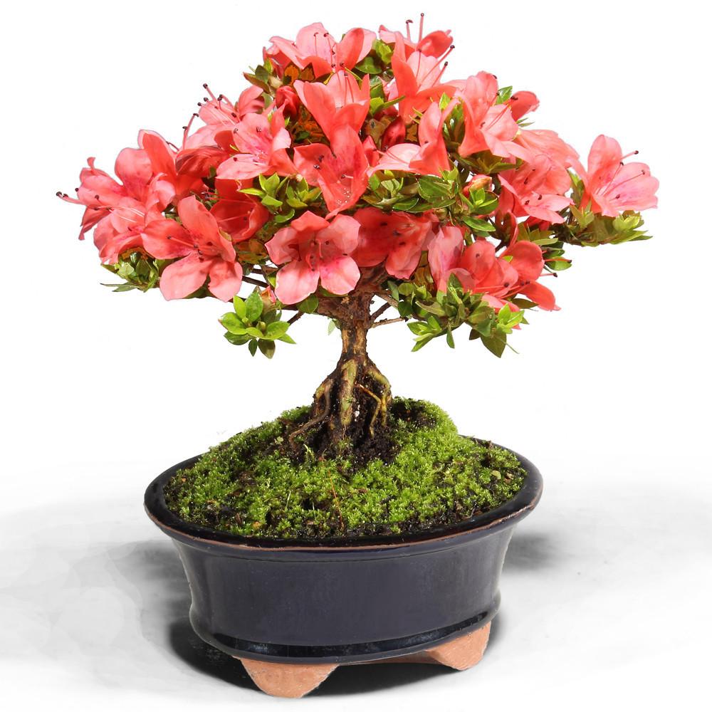 Rhododendron 'plane View Appleblossom' - View 9 from www redcrocus com