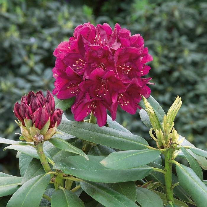 Rhododendron 'polar Night' - View 17 from www redcrocus com