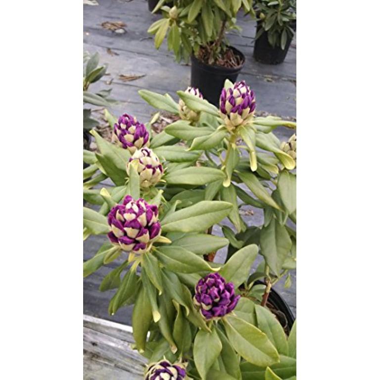 Rhododendron 'polar Night' - View 18 from www redcrocus com