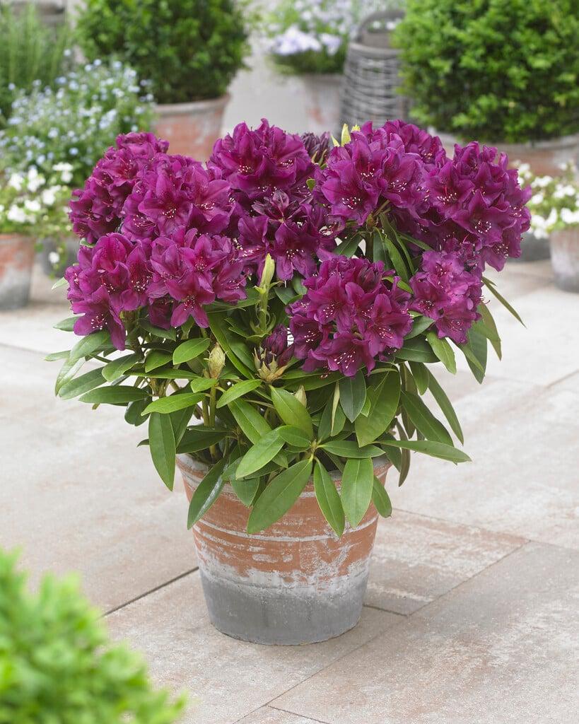 Rhododendron 'polar Night' - View 1 from www redcrocus com