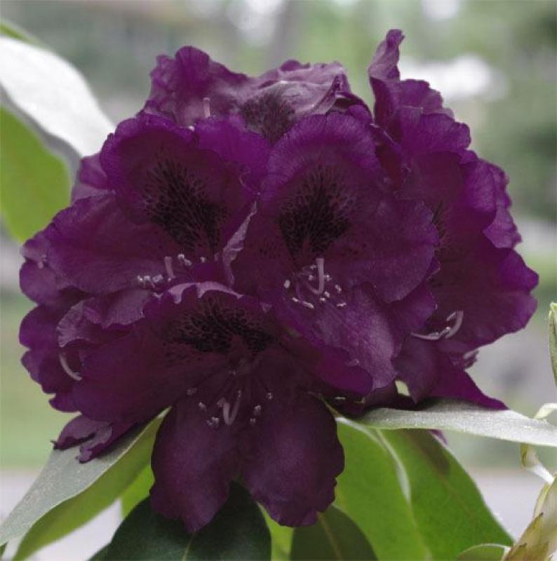 Rhododendron 'polar Night' - View 21 from www redcrocus com