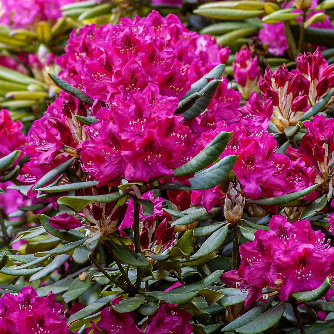 Rhododendron 'polar Night' - View 23 from www redcrocus com